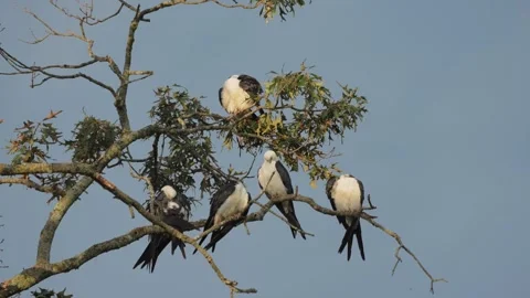 Group of Swallow-Tailed Kites Perched in Tree Stock Footage 342946092