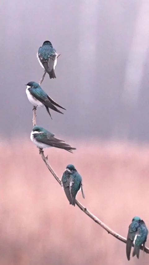Group of Swallows Perched on Branch with Soft Bokeh Background Before Flight Stock Footage 336339846