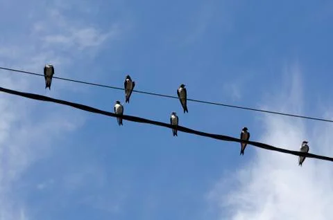 Group of swallows perched on a pair of electrical wires, a sunny afternoon Stock Photos