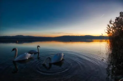A group of Swan in a lake at sunset Stock Photos