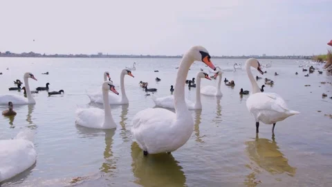 A group of swans and ducks on a pond Stock Footage 130847770
