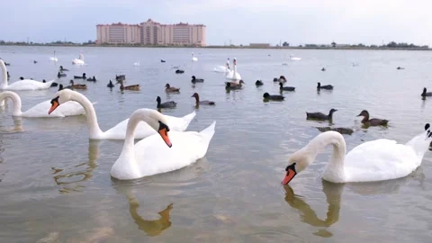A group of swans and ducks on a pond Stock Footage 130847836