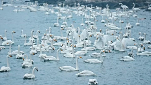 A group of swans are flapping their wings Video stock 270269938