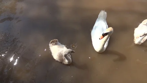 Group of swans eating bread, they throw tourists. Fishes appear hungry, they Stock Footage 91921339