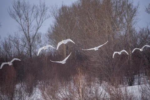 A group of swans flying over the lake. "Lebedinyj" Swan Nature Reserve, "Svet Stock Photos