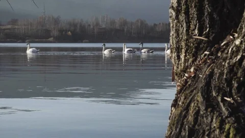 Group of swans Video stock 92410262