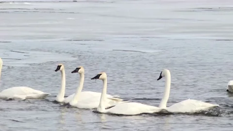 Group of Swans Video stock 149161544