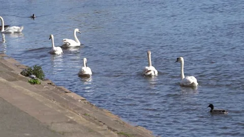 A group of swans Stock Footage 239511233