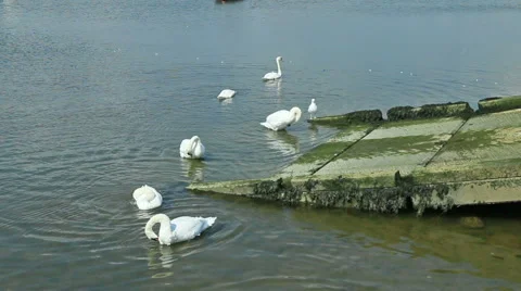 Group of swans in a harbour Stock Footage 48358627