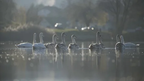 Group of swans on a lake Vídeo Stock 92410206