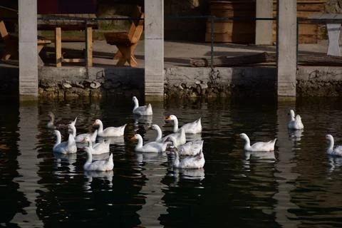 Group of swans on the lake Stock Photos