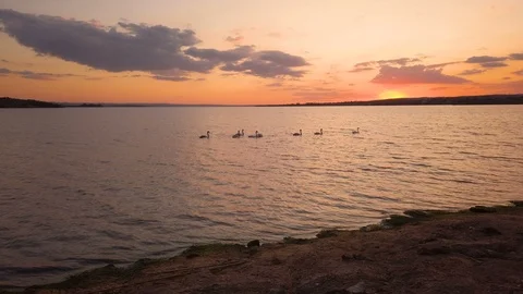 Group Of Swans On A Lake At Sunset. Video stock 116862672