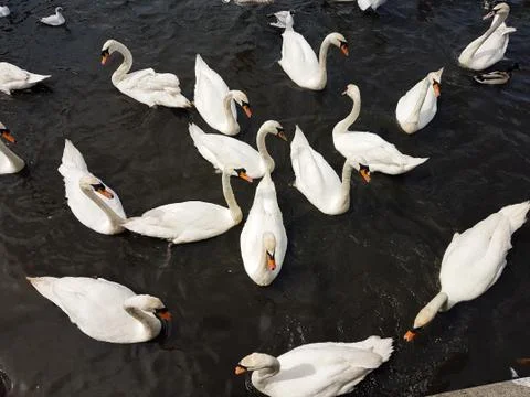 A Group of Swans Foto stock