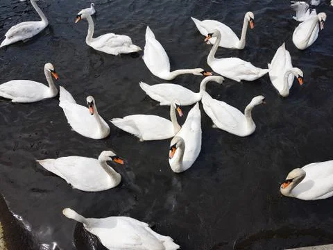 A Group of Swans Stock Photos
