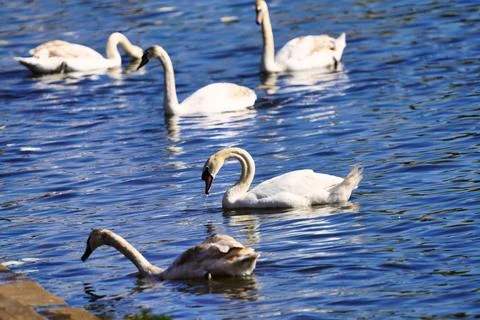A group of swans Stock Photos
