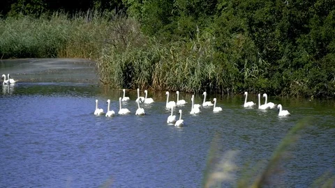 Group of swans in a pond Stock Footage 116605150