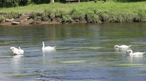 Group of Swans  river forth Stirling Stock Footage 51843215