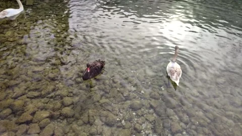 A group of swans is swimming. Stockbeeldmateriaal 234073262