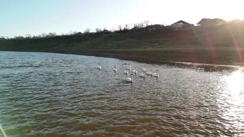 Group of swans swimming gracefully in a river under bright sunlight, with lush Stock Footage 332723656