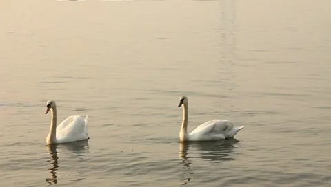 Group of swans swimming in the sea Stock Footage