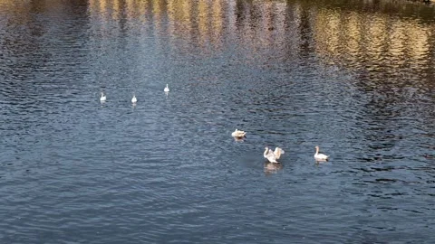 Group of swans on water one flapping wings slow motion lake scene Stock Footage 332675125