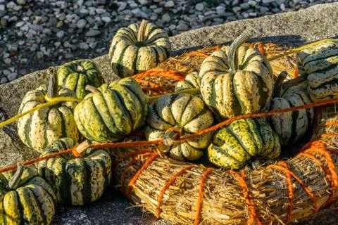 A group of sweet dumpling squashes laying in hay nest with bright orange rope Foto stock