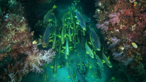 Group of sweetlips between boulders covered in soft coral Stock Footage 112481932