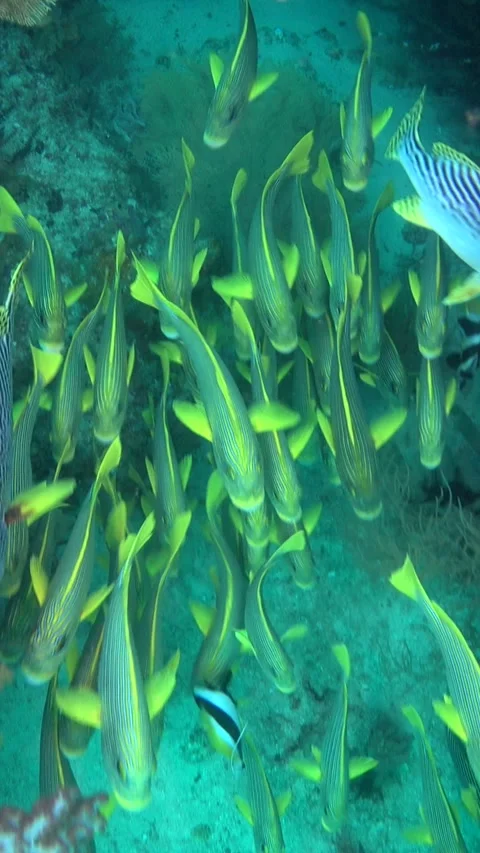 Group of sweetlips between boulders covered in soft coral Stock-Footage 230210153