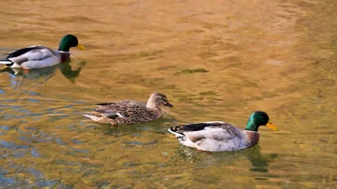 Group of swimming ducks Stock Footage 263739568