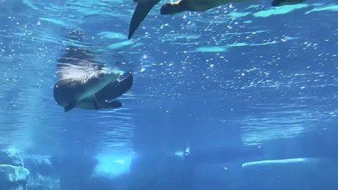 Group of Swimming Otters Stock Footage 247580164