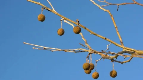 Group of Sycamore Seed Balls on Barren Branch Against Blue Sky, 4K Stock Footage 70773017