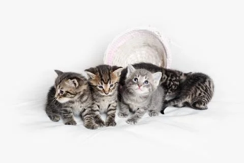 Group of tabby kittens Stock Photos