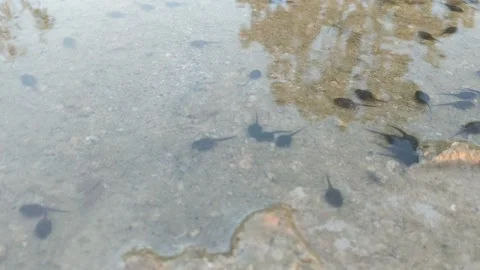 A group of tadpoles Stock Footage 313755928