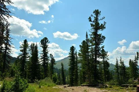 A group of tall cedars stand along a narrow tourist trail in a picturesque .. Stock Photos