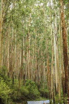 Group of tall eucalyptus trees forming texture pattern background Stock Photos