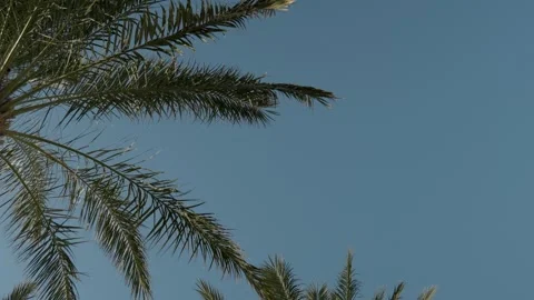 Group of tall palm trees against clear blue sky Stock Footage 330539574