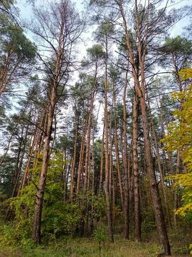 A group of tall pine trees in a forest Stock Photos