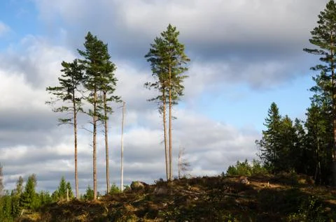Group of tall pine trees Stock Photos