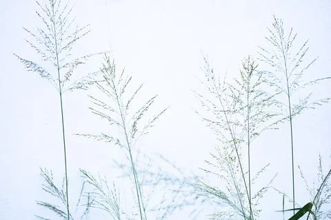 A group of tall, thin grasses with a white background Stock-Fotos