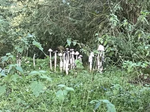 Group of tall toadstools in a forest in Devon, England Foto stock