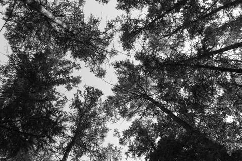 Group of tall trees in forest with sky visible in background, black and white Stock Photos