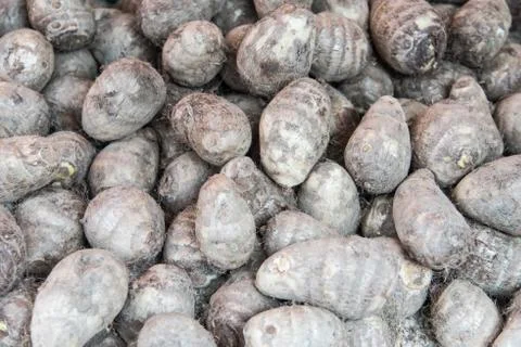 Group of taro 写真素材