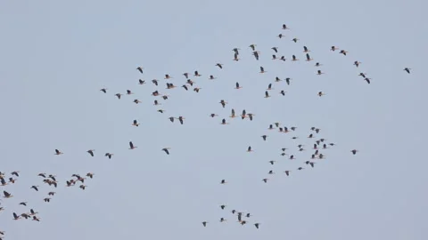 Group of teal birds flying during migration,bird action photography Vídeos de archivo 235811566