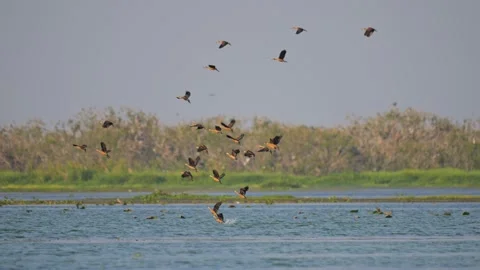 Group of teal birds flying from river to the sky Vídeos de archivo 169564394