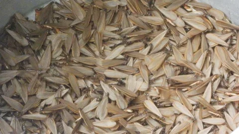 Group of Termite in bowl . Stock Footage 340320817