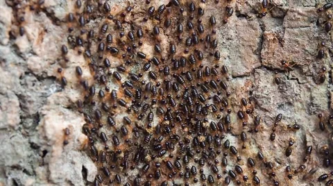 Group of termite walking on the bark of tree Stock Footage 57395340