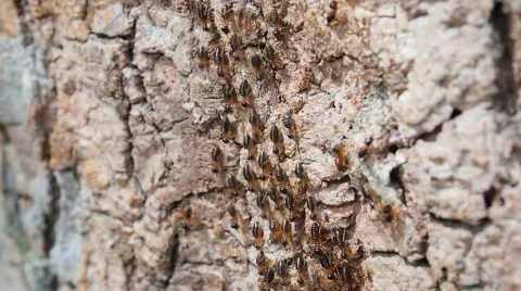 Group of termite walking on the bark of tree Stock Footage 57396001
