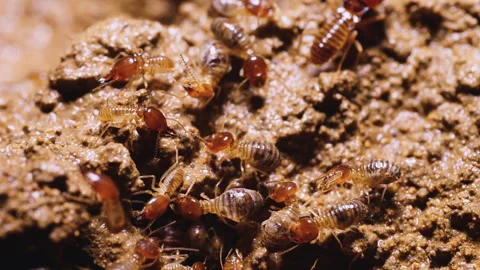 Group of termites crawling on ground Stock Footage 276603652