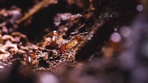Group of termites crawling on ground Stock Footage 276678293