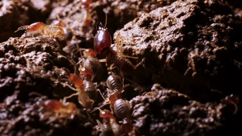 Group of termites crawling on ground Stock Footage 276678420